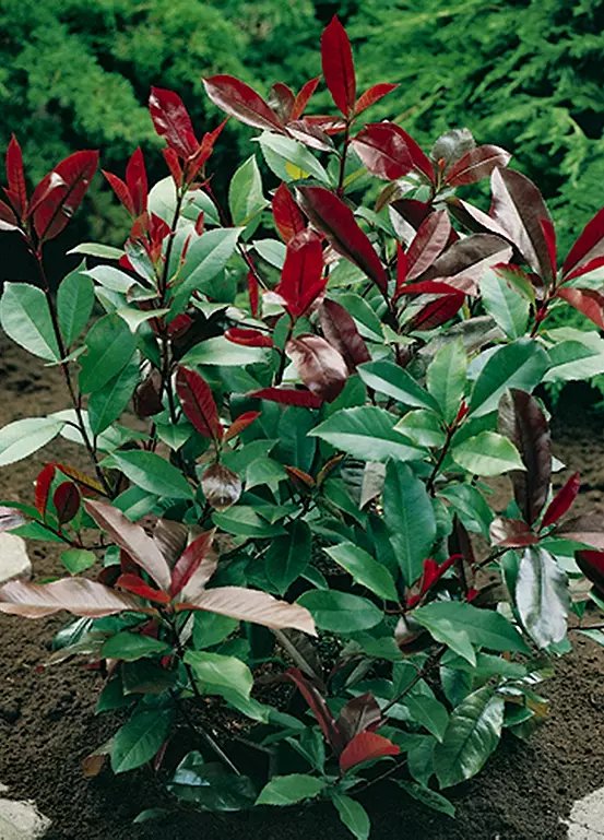 You Garden Photinia Red Robin Evergreen Shrub in 9cm Pot
