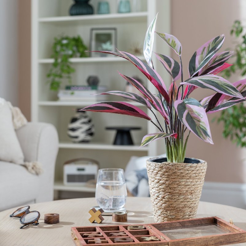 Habitat Artificial Tricolour Large Stromanthe Plant - 48cm Height